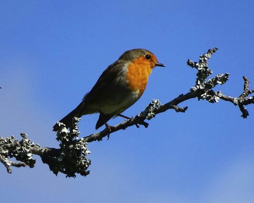 Petirrojo en Galicia