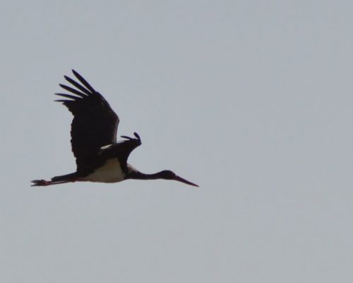 Cigüeña negra en Los Toruños