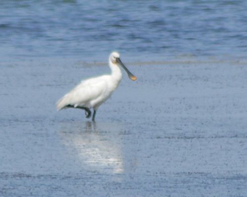Espátula (Saco interno de la Bahía de Cádiz)
