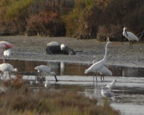 Garceta grande (Salina de la Victoria del Trocadero, Puerto Real)
