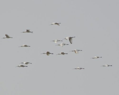 Espátula común (Salina de la Victoria del Trocadero, Puerto Real)