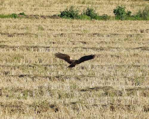 Aguilucho en la antigua Laguna de la Janda