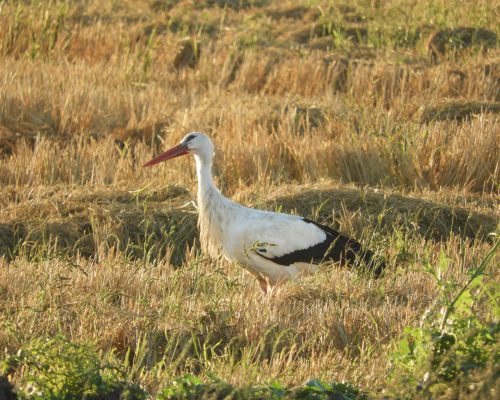 Cigüeña en la Laguna de La Janda