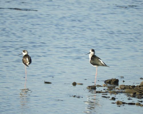 Cigüeñuelas en la marisma de Barbate