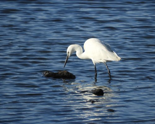 Garceta en la marisma de Barbate
