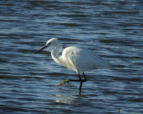Garceta en la marisma de Barbate
