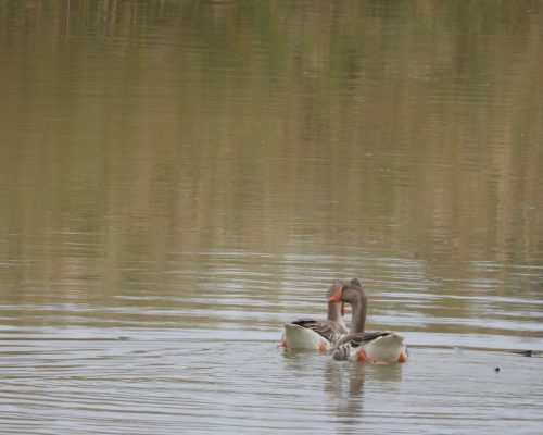 Ánsares comunes en la antigua Laguna de La Janda