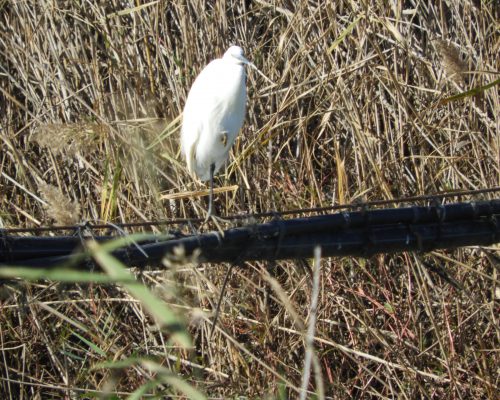 Garceta en la antigua laguna de La Janda