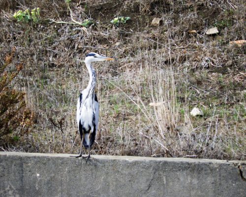 Garza real en la antigua Laguna de La Janda