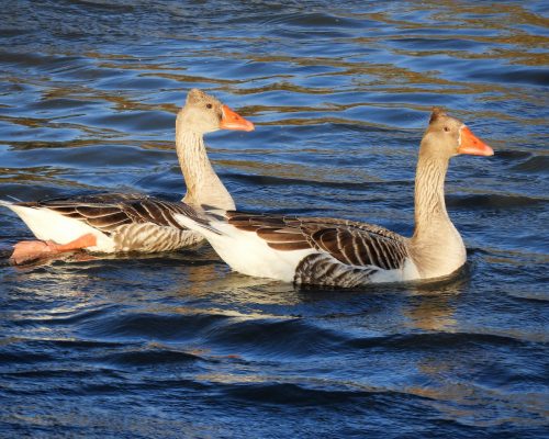 Ánsar común en la antigua Laguna de La Janda