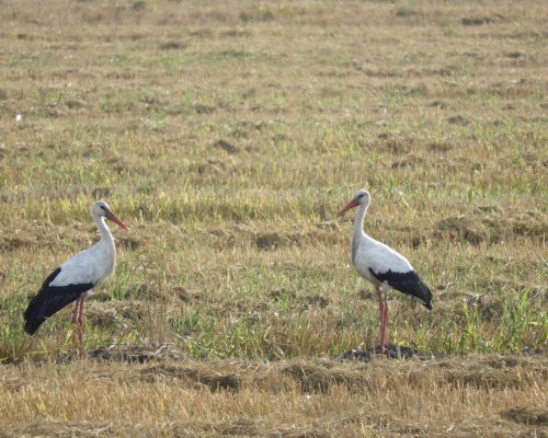 Cigüeñas en la antigua laguna de La Janda