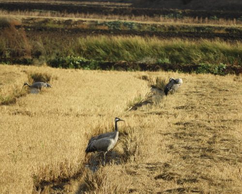 Grullas en la antigua Laguna de La Janda