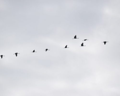 Grullas en la antigua Laguna de La Janda