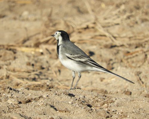 Lavandera blanca en la marisma de Barbate