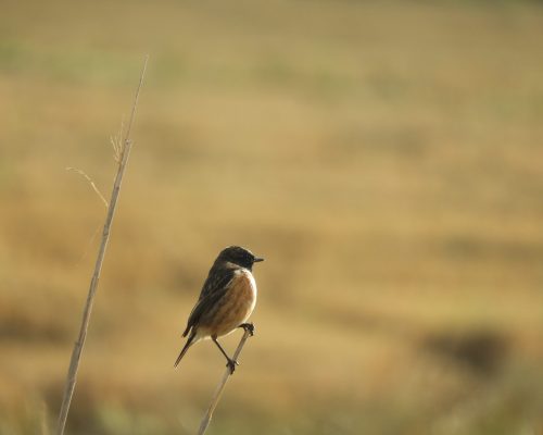 Tarabilla común en la antigua Laguna de La Janda
