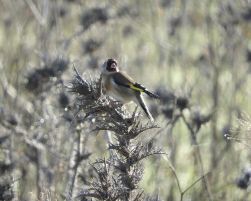 Jilguero en la antigua laguna de La Janda