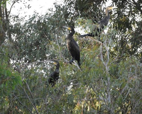 Cormoranes en la antigua laguna de La Janda