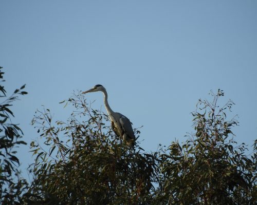 Garza real en la antigua laguna de La Janda