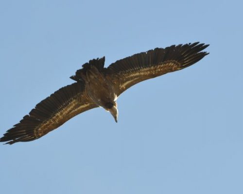 Buitre leonado en el Tajo de las Grabas (El Gastor, Cádiz)