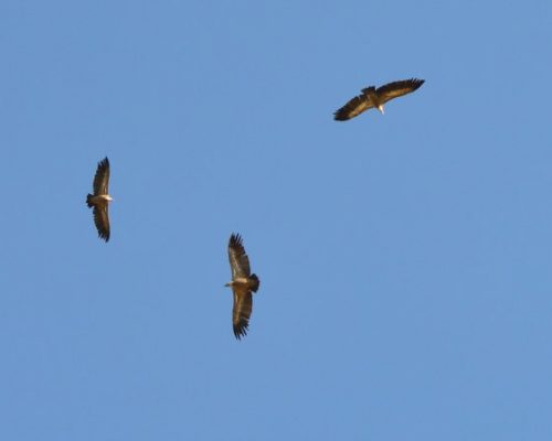 Buitre leonado  en El Tajo de las Grajas ( El Gastor, Cádiz)
