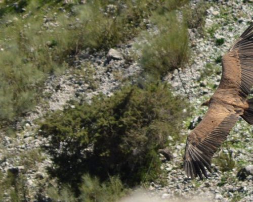 Buitre leonado  en El Tajo de las Grajas ( El Gastor)