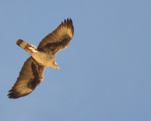 Águila perdicera en Pegalajar (Jaén)