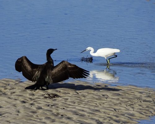 Cormorán y garceta en Galicia