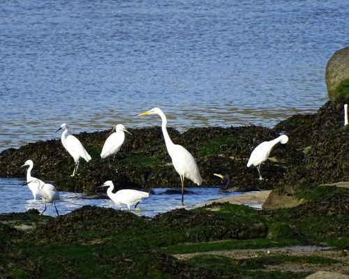 Garceta grande y garcetas comunes en Galicia