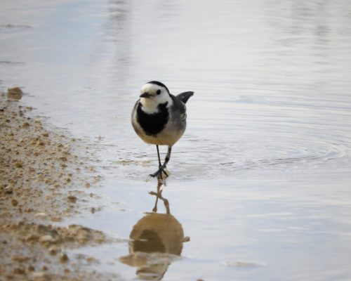 Lavandera blanca en la antigua laguna de La Janda