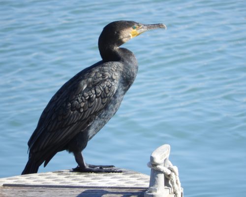 Cormorán en el puerto de Barbate