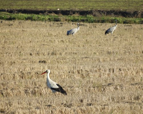 Cigüeña y grullas en la antigua laguna de la Janda