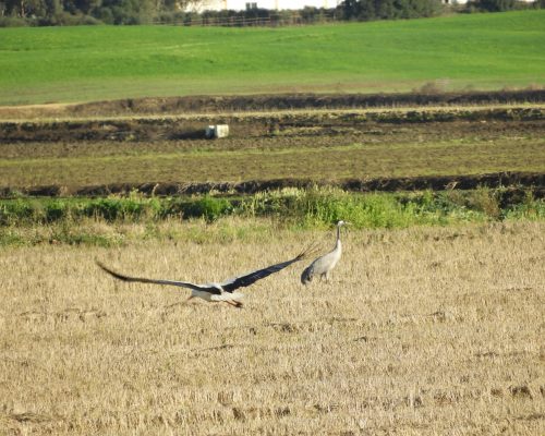 Cigüeña y grulla en la antigua laguna de La Janda