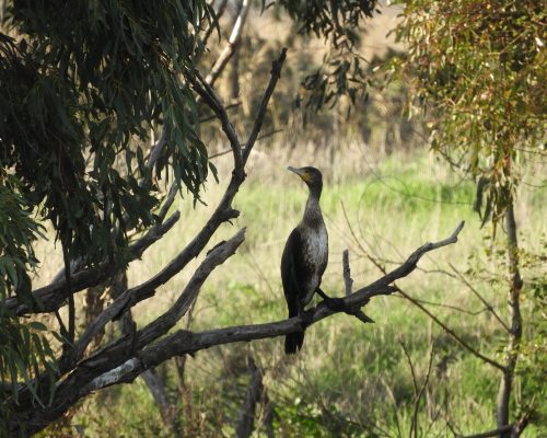 Cormorán en la antigua laguna de La Janda