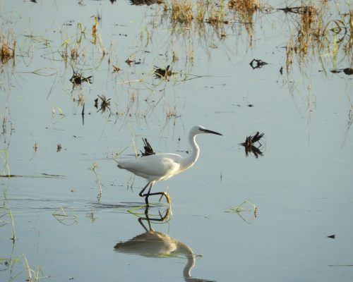 Garceta en la antigua laguna de La Janda