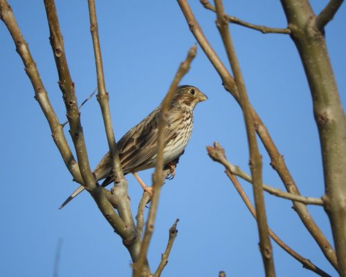 Escribano triguero en la antigua laguna de La Janda