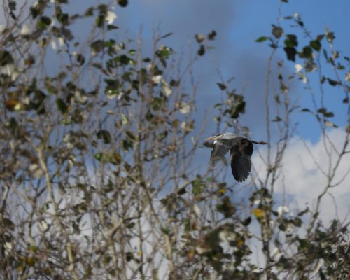 Garza real en la antigua laguna de La Janda