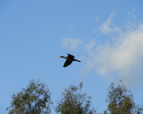 Cormorán en la antigua laguna de La Janda