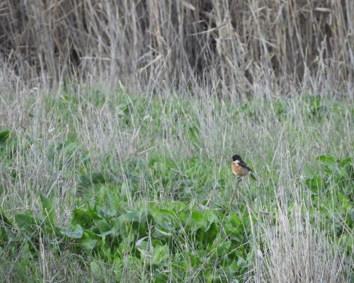 Tarabilla macho en la antigua laguna de La janda