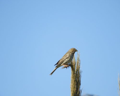 Escribano triguero en la antigua laguna de La Janda