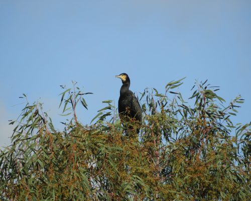 Cormorán en la antigua laguna de La Janda