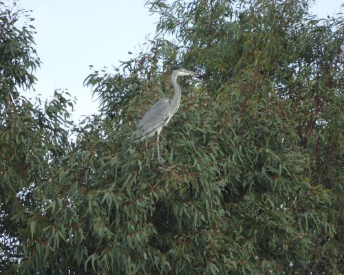 Garza real en la antigua laguna de La Janda