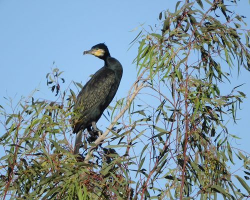 Cormorán en la antigua laguna de La Janda