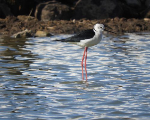 Cigüeñuela en la antigua Laguna de La Janda