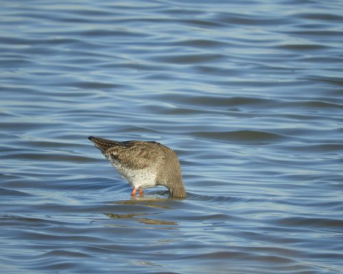 Archibebe en la marisma de Barbate