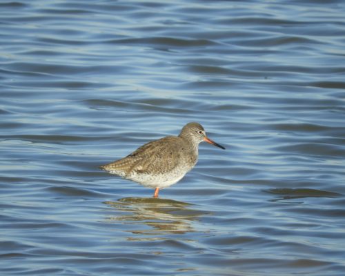 Archibebe en la marisma de Barbate