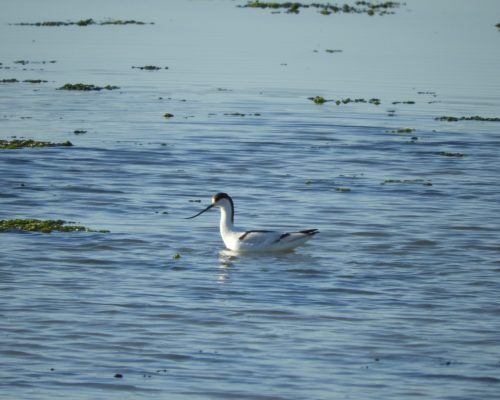 Avoceta en la marisma de Barbate