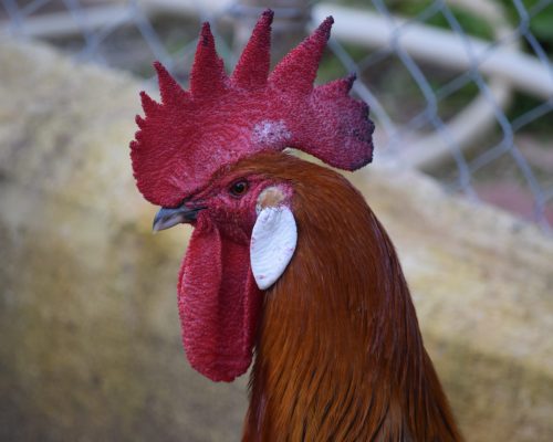 Gallo, raza andaluza