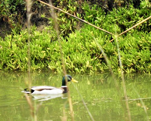 Ánade real macho en la antigua Laguna de la Janda