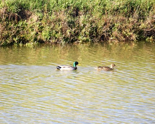 Pareja de ánades reales en la antigua laguna de La Janda