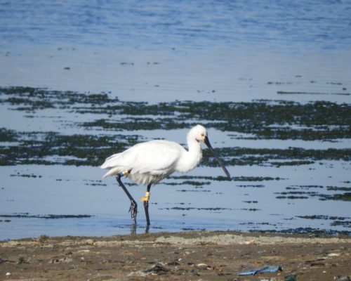 Espátula en la marisma de Barbate